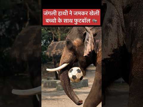 A wild ELEPHANT joins a group of boys to play football ||जंगली हाथी ने जमकर खेली बच्चो के साथ फुटबॉल