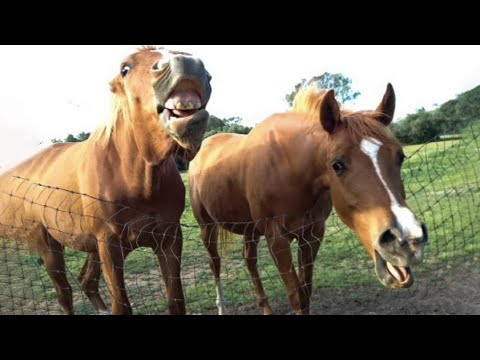 Best funniest horses of the week - Funny And Cute horses Video Compilation 2024 🐴#28