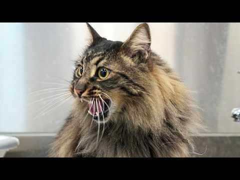 I Did NOT Expect a Barn Cat to Love Grooming THIS Much