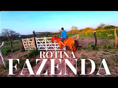 Rotina na Fazenda | Princesa do Sertão