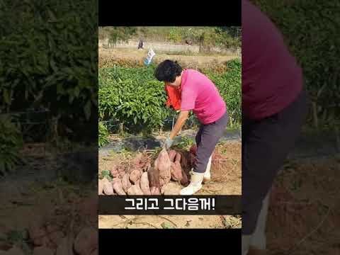 고구마 크기가 미쳤어요!!! - [일꾼TV] #shorts