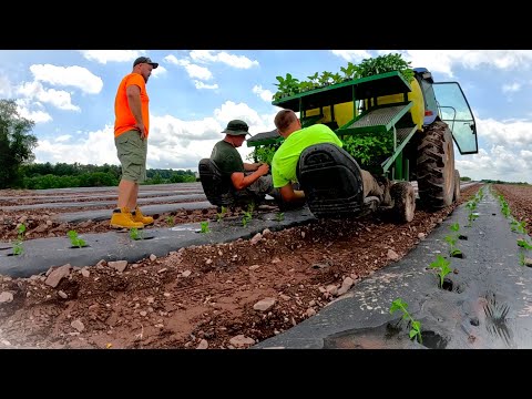 The next BIG planting on the farm