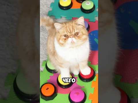 #fannycat #cat #умныйкот #говорящийкот #talkingcat #котики #котик #коты #funnycats #reaction