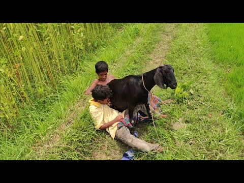 Oh My God !!The hungry boys of the village is stealing goat milk and eating it-Goat Milking (Part-2)