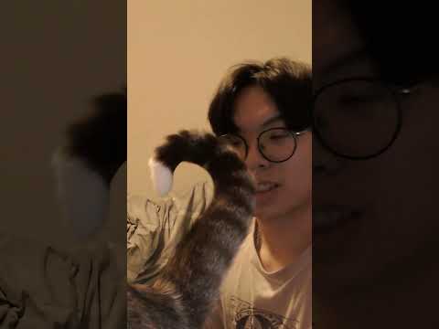 MI GATO ME BANEA EL DIRECTO