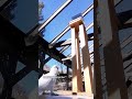 Goffin's Cockatoos and Tool Use