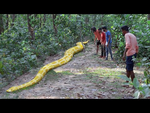 Anaconda Snake Attack Boys In Forest | An Anaconda Snake Attack Brief Story 2