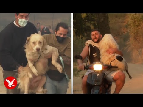 YouTube video thumbnail: Greece Wildfire: Pets Rescued as Flames Engulf Port City