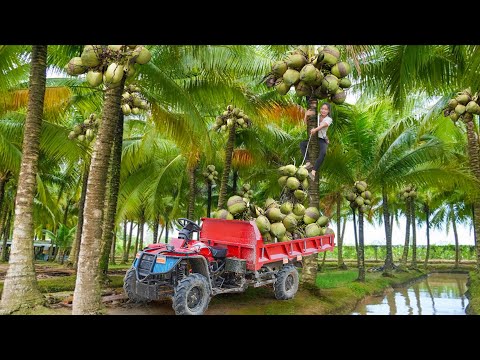 Use Off Road Truck To Harvest Lots Of Coconut Fruit On Tall Coconut Tree Go To Sell At The Market
