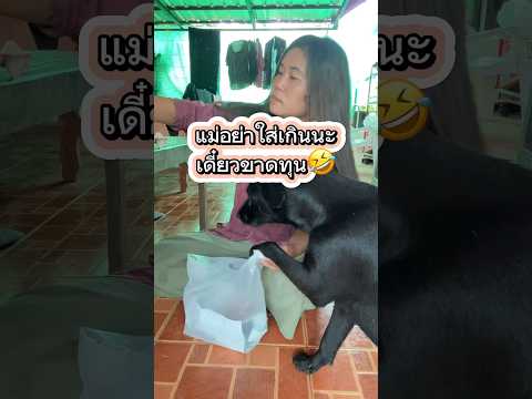 อย่าใส่เกินนะแม่🤣 #คลายเครียด #funny #lovelydog #dog #straydogs #pets #สุนัข #แสนรู้ #shorts #หมา