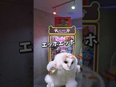 【暴露】自宅ゲーセンの魅力を伝えなきゃ!!エッホエッホ!! #クレーンゲーム #自宅ゲーセン #ゲームセンター