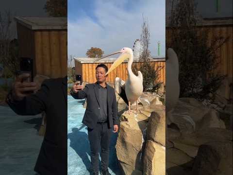 Funny Fails Of The Week - Try Not To Laugh #funny #fail #funnyvideo #failarmy l