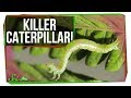 Hawaiian Inchworm Behavior and Diet