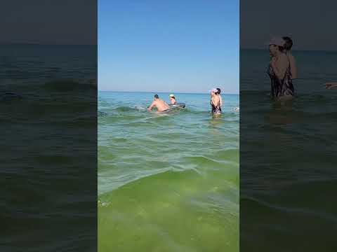 Анапа! Не трогайте дельфинов! Они дикие! 😡