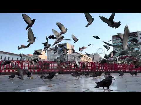 The real Athens Pigeons in omonoia Square Greece