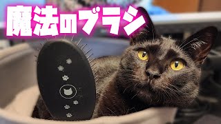 とろける魔法のブラシ