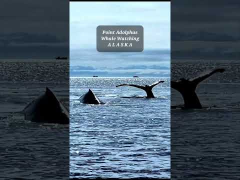 Point Adolphus Whale Watching | Alaska&#39;s Inside Passage | Pacific Ocean