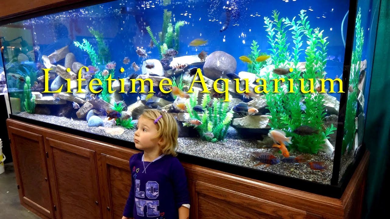 Initiativ Resignation illoyalitet Large Aquariums - Custom Big Fish Tanks - Custom Aquariums