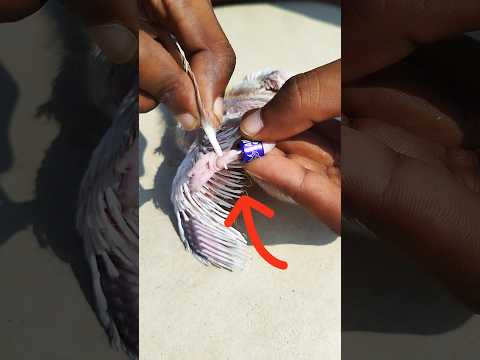 কবুতরের বাচ্চার পায়ে ট্যাগ রিং কিভাবে পড়ানো হয় 🐤🕊🥰 #shorts #kabootar #viralvideo #magic