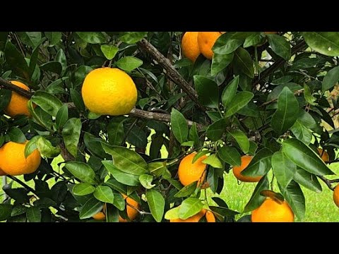 LETS HARVEST SOME SATSUMA!!