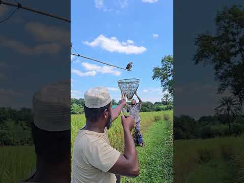 বা"জ পা"খি বসা 😀😀