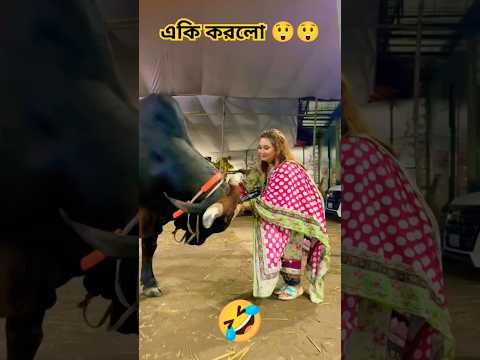 পাগলা গরু ২০২৫😲😲😲😲😲😲#qurbani2025 #bull #qurbani #shorts #trending #animals #cow #qurbanvlogs #goru