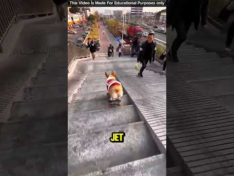 Köpek Merdivenlerden Roket Gibi Uçtu! 🚀🐶😂