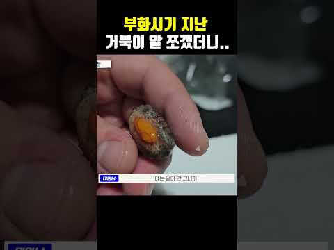 부화시기 지나 죽고 있는 거북이알을 쪼깻더니.... #반려동물 #동물 #거북이