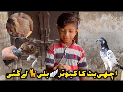 Acchi baat ka kabootar Billi Le gai Tedi kabootar vlogs 2025 kabutar lover kabutar ki pahchan #vlogs