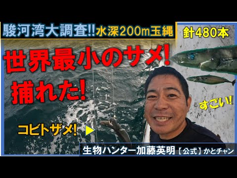 駿河湾大調査!深海200m!針480本使ってみた!世界最小のサメ捕獲!ツラナガコビトザメ  Pygmy shark, Squaliolus aliae ≫生物ハンター加藤英明【公式】かとチャン