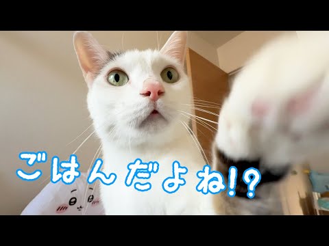 まさかの2時間前からご飯催促する猫チロさん！