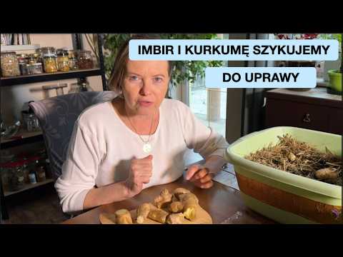 Własny Imbir O Niebo Lepszy Niż Sklepowy