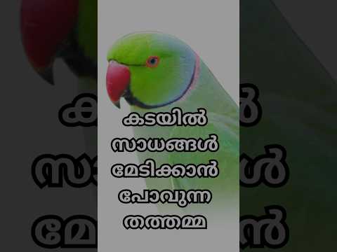 Indian ring neck | เดชเดเตเดเดตเตผเดฃเดเตเดเดฟเดณเดฟ #parrot #ringneckparrot #parrots #talkingparrot #talkingparakeet