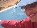 Dolphin Watching Video