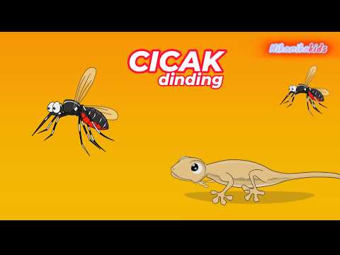 CICAK CICAK lagu anak balita indonesia