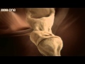 Understanding the Ear's Mechanism