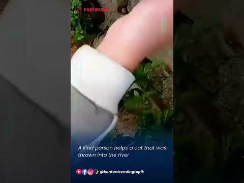A kind person helps a cat that was thrown into the river