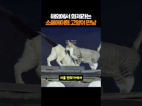 해외에서 화제라는 소울메이트 고양이 만남