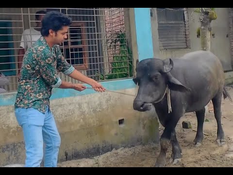ঈদের আগের দিন মহিস যখন দড়ি ছিরে পালায় Farhan Jibon Blog