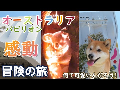 オーストラリアパビリオンに大感動! 柴犬まめパパの大阪・関西万博
