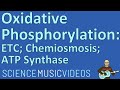 Exploring Oxidative Phosphorylation and ATP Production