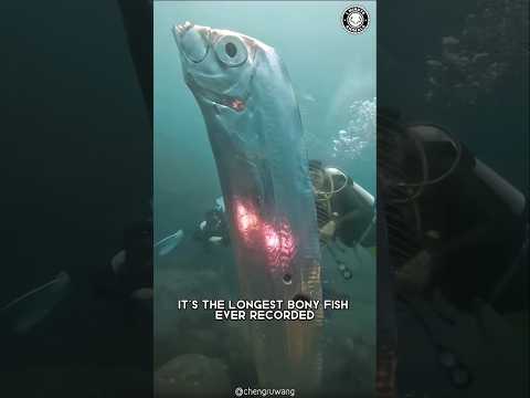 Introducing the Oarfish 