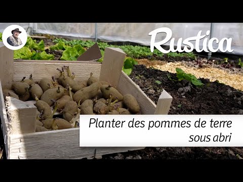 Planter des pommes de terre sous abri pour en avoir plus tôt