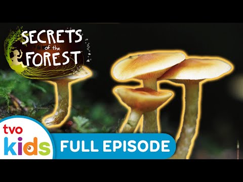 Marvelous Mycorrhizae ✨🍄 SECRETS OF THE FOREST - Season 1 Full Episode | TVOkids