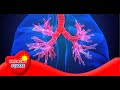 Cellular Respiration and Gas Exchange
