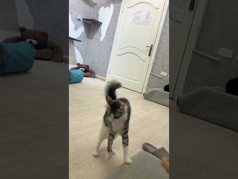 كيف ينادي للهمشري #cat #تربية_القطط