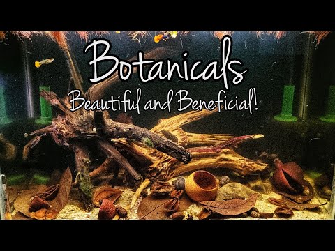 Aquarium Botanicals_ Keep Fish Happy! Aquarium Botanicals provide many benefits to your fish and can make your fish tank beautiful!



Buy