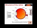 Eye Anatomy and Function Concepts