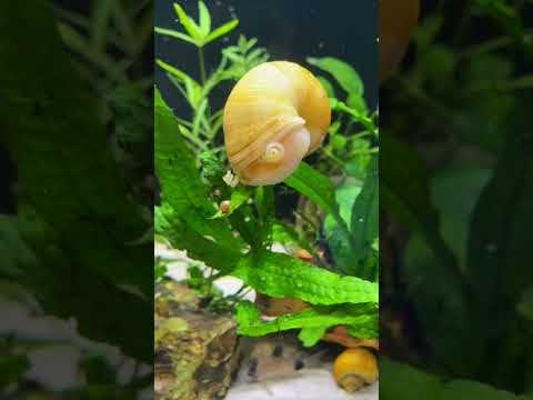 Mystery Snail In Hamburger Mood #Shorts 
#Snails
#Aquarium 
#FishTank
#MysterySnailGuardians 
#Guardians 
#IAmASnail
#SnailedIt 
#He