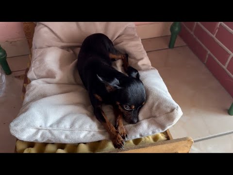 Pinscher foi a aula de reforço e ficou muito cansado